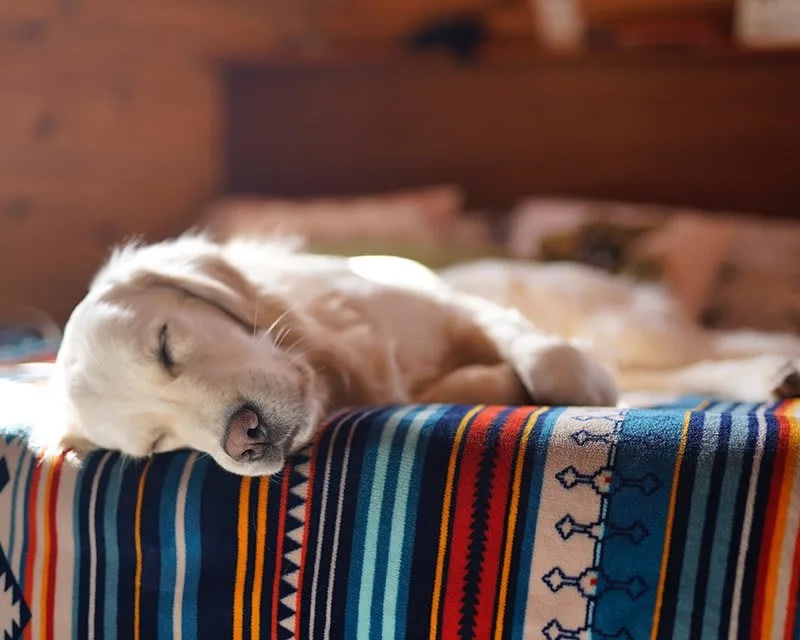 Tips for Moving in San Diego With Pets 2